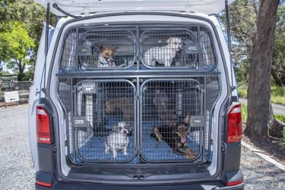 Pet transport - dogs in custom transport van